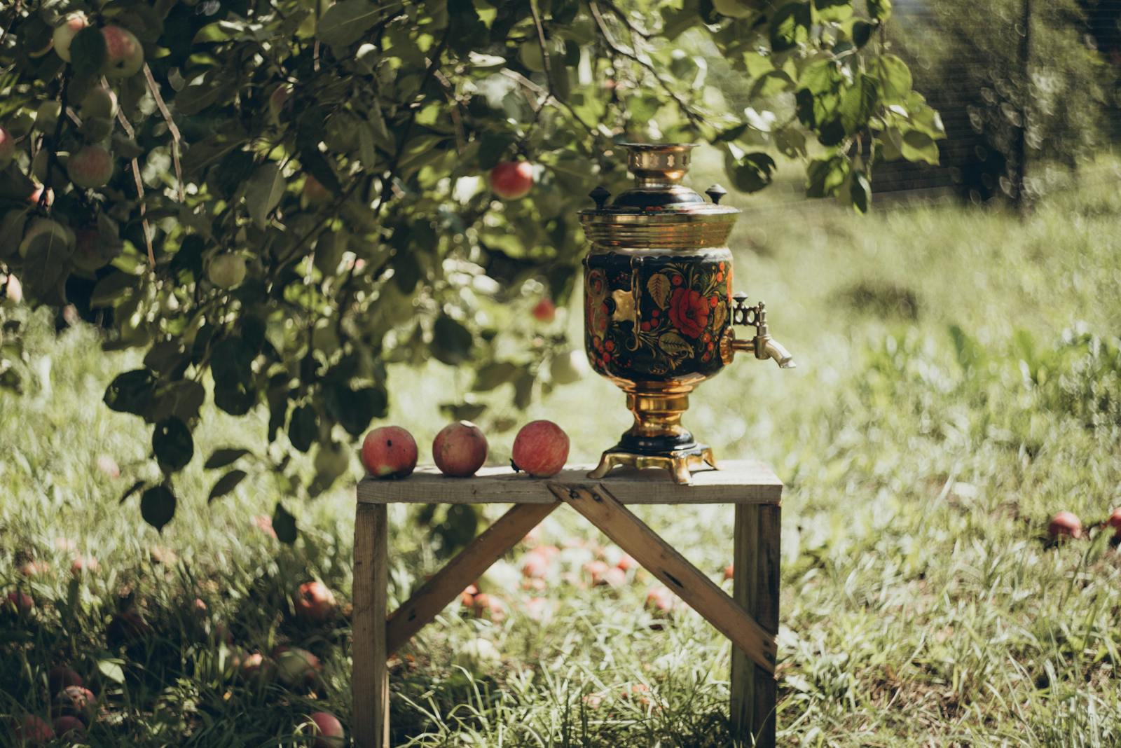 Verger de pommiers traditionnels avec presse à cidre dans une cidrerie du Maine