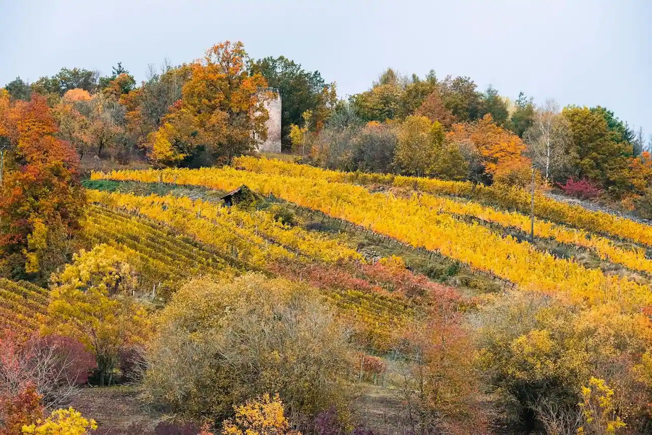 Vignoble du Beaujolais en automne, vignes de gamay aux couleurs flamboyantes, village perché en arrière-plan.
