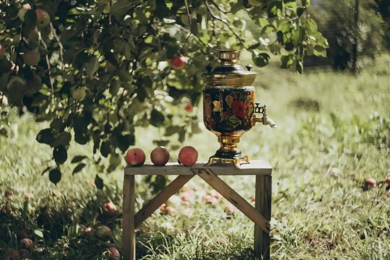 Verger en fleurs avec pommiers traditionnels et chai cidricole en arrière-plan