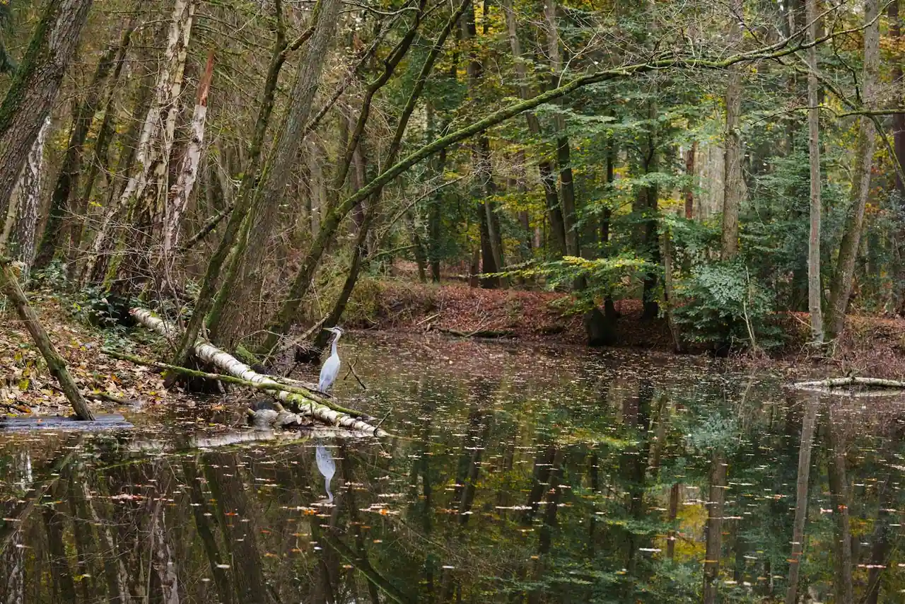 Sentier de Sologne traversant une forêt mixte avec étang en arrière-plan, lumière douce de fin de journée