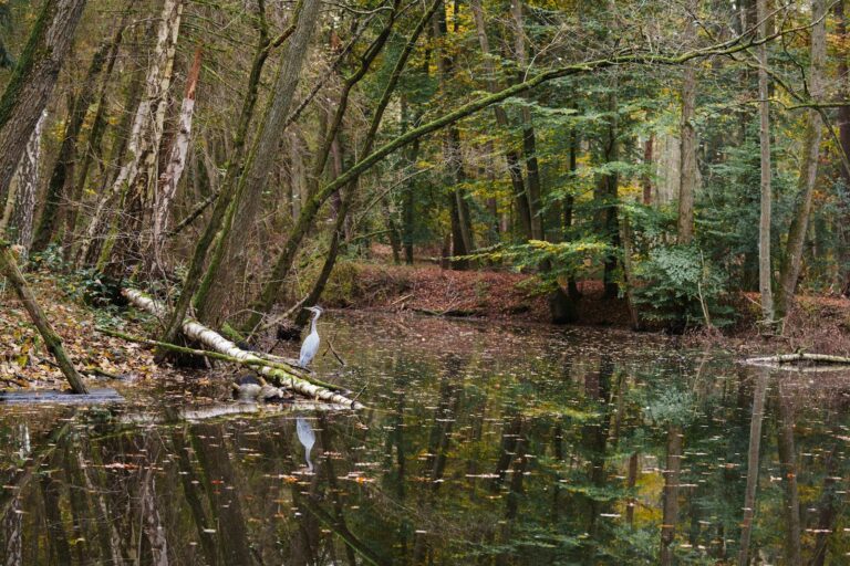 Randonnées en Sologne accessibles : sentiers par niveau, chasse, saison et conseils pratiques