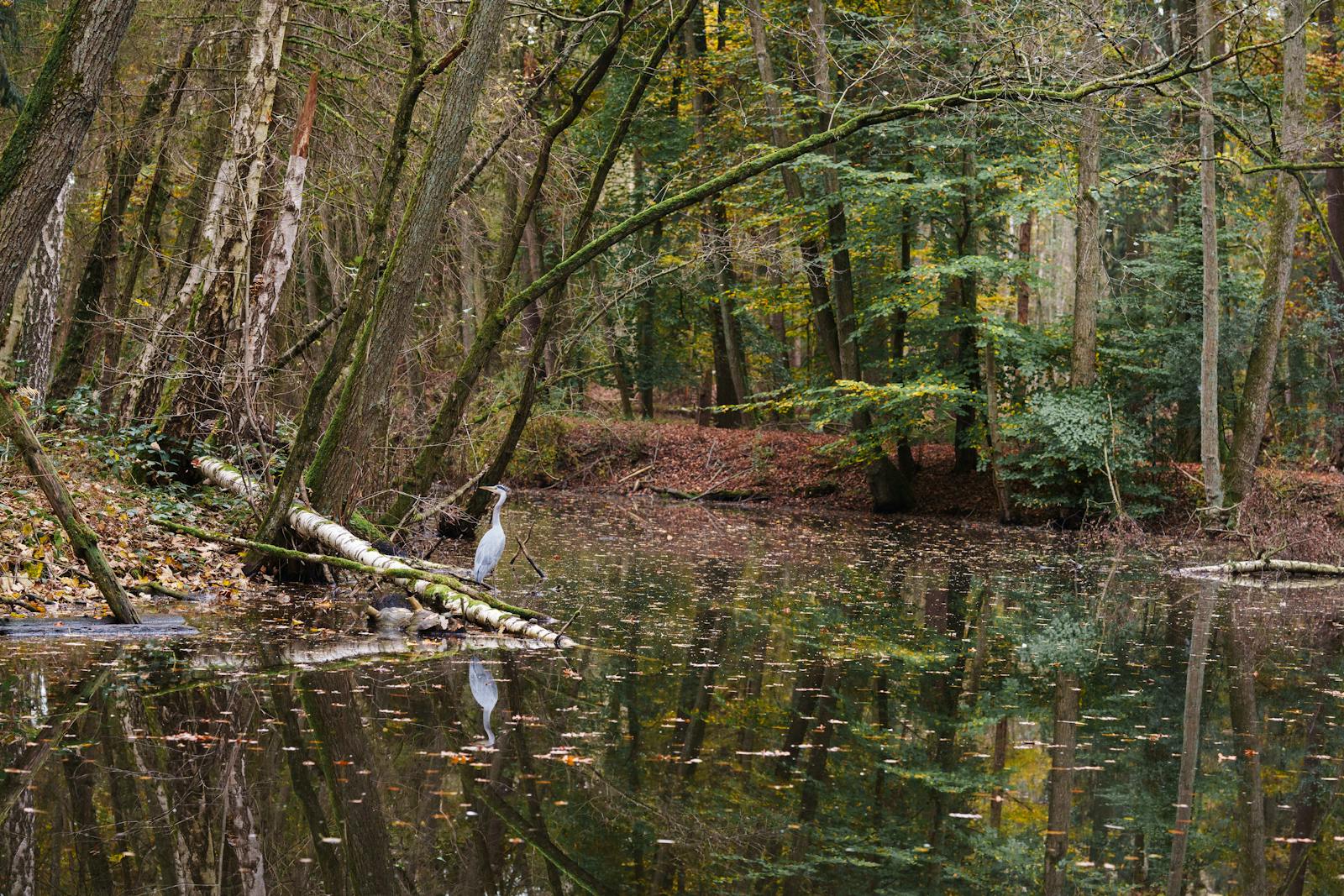 Sentier de Sologne traversant une forêt mixte avec étang en arrière-plan, lumière douce