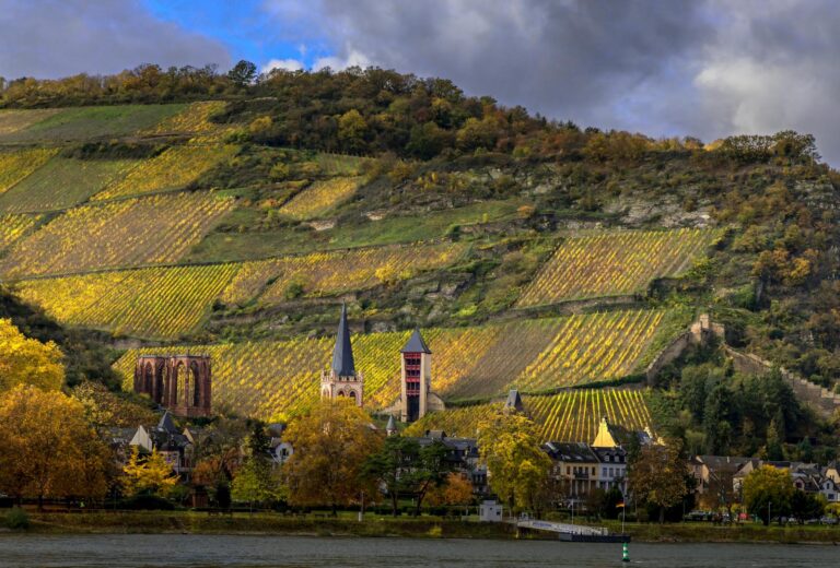 Vignobles franciliens à visiter : 8 sites accessibles, du Clos Montmartre à Suresnes