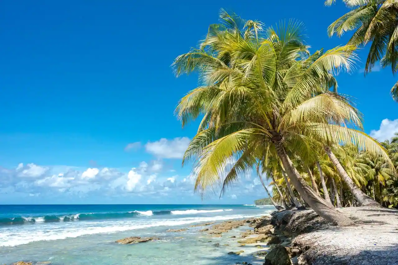 Plage tropicale bordée de cocotiers devant une mer turquoise sous un ciel dégagé