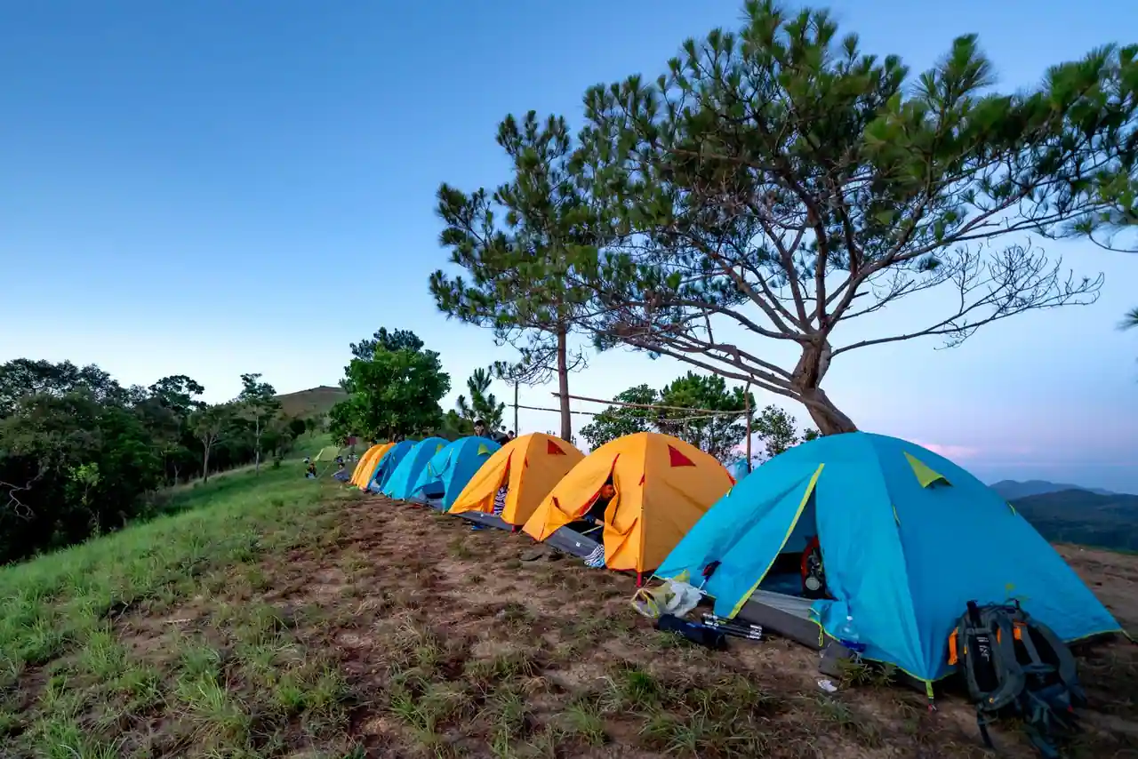 Rangée de tentes de camping colorées sur une colline herbeuse, sous un pin, dans un cadre de nature au crépuscule.