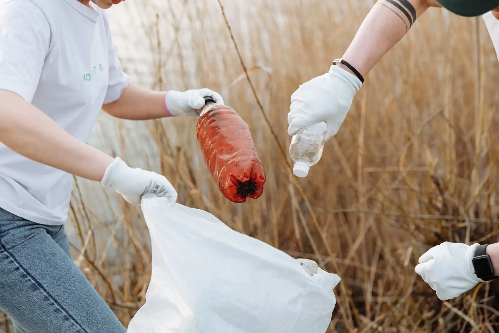 Des bénévoles gantés glissent des bouteilles en plastique dans un sac, au milieu de roseaux secs.