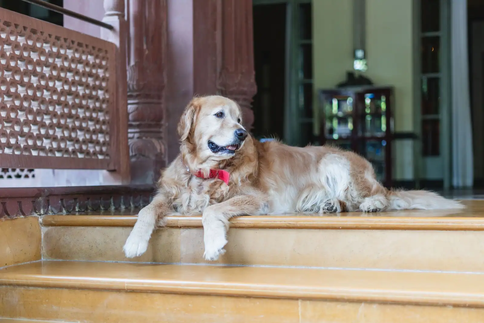 Un golden retriever au nœud papillon rouge, allongé paisiblement à l'entrée d'un hôtel de caractère