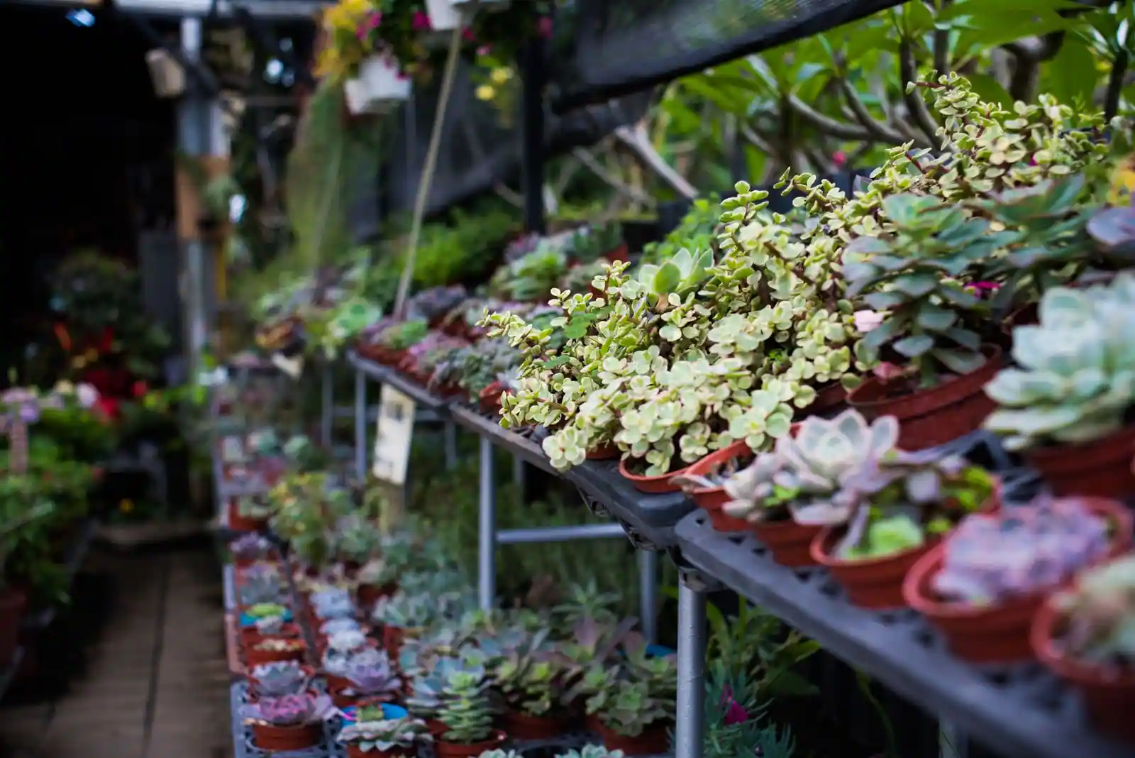 Plantes en pots alignées sur des tables dans une jardinerie, prêtes à la vente