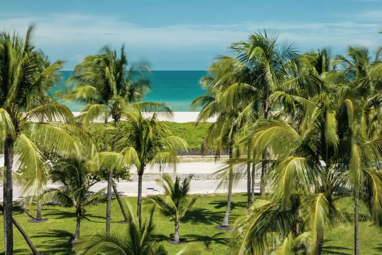 Palmiers devant une plage de sable blanc et l'océan turquoise, sous un ciel bleu, en Floride.