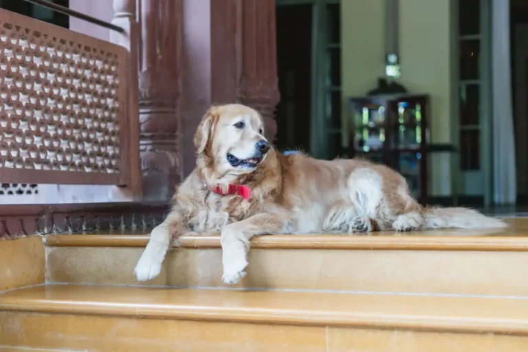 Hôtels pet friendly : choisir un hôtel qui accueille votre animal
